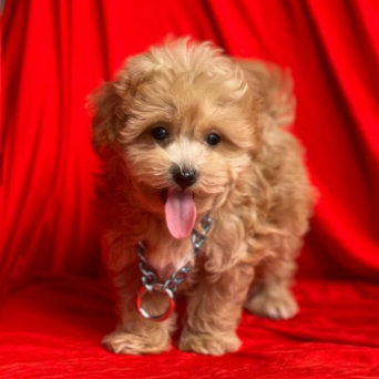 Maltipoo